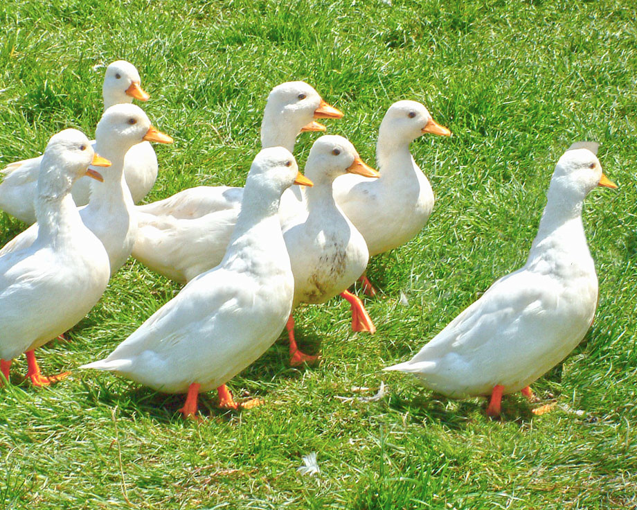 canards