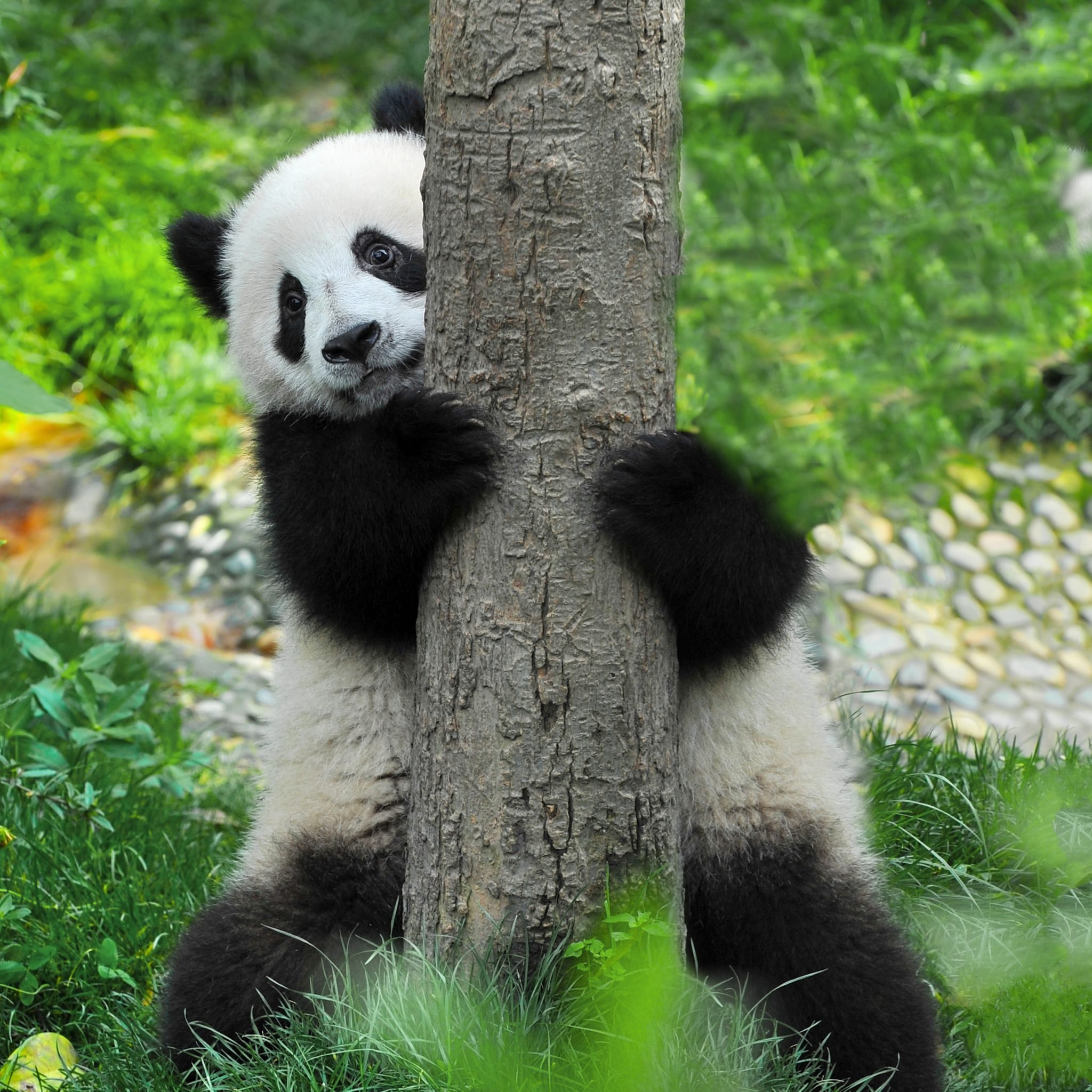 panda